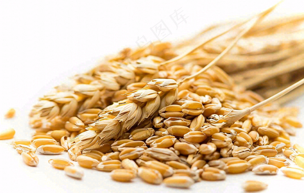 世界粮食日谷物米饭稻谷小麦摄影图