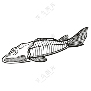 甲胄鱼-古海洋生物/线稿/卡通