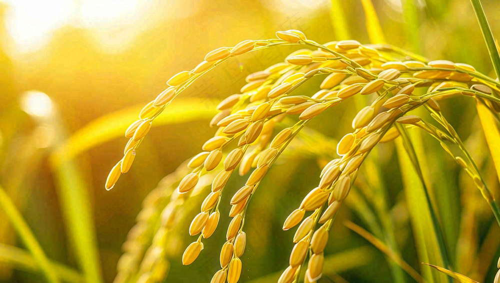 稻田稻谷稻穗粮食收成小满芒种世界粮食日摄影图