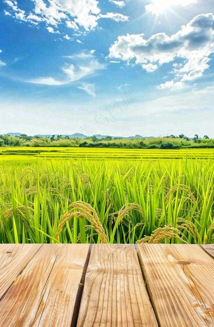 绿油油的农田稻田木板栈道粮食小满芒种世界粮食日摄影图