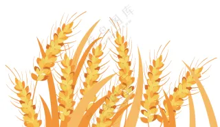 矢量小麦图片