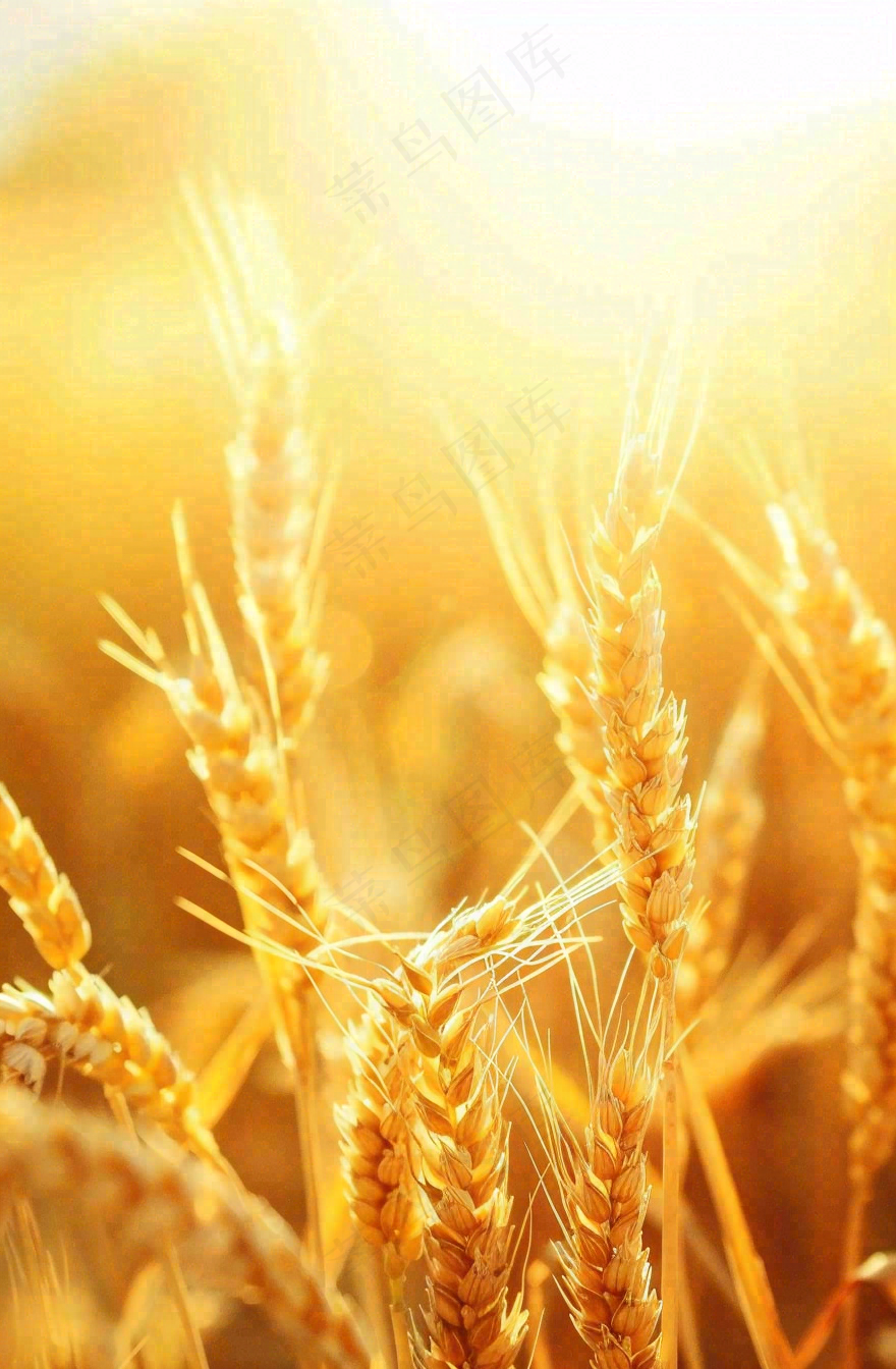 金黄的麦田小麦麦穗粮食芒种世界粮食日摄影图