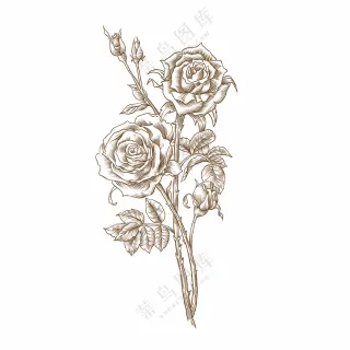 玫瑰花线稿图