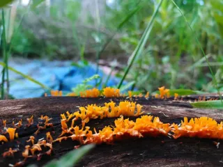 微观世界中的菌类