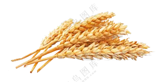 放一起的几支麦穗主题免抠图片素材