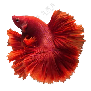 裙摆状鱼鳍的红色斗鱼免抠图片素材