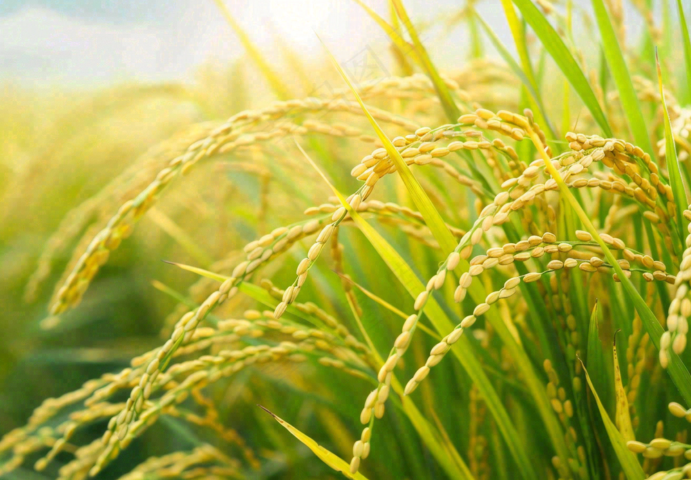 稻田稻谷稻穗粮食收成小满芒种世界粮食日摄影图