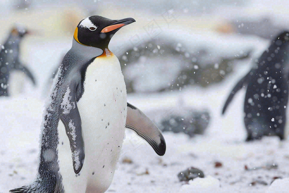 冰雪天地的企鹅寒冷动物摄影图