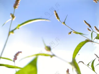 植物的万物生长