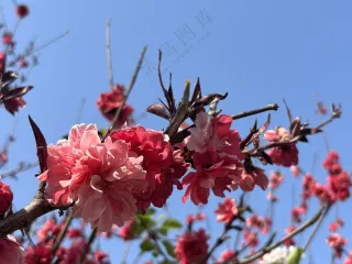 红色花花唯美风景图片