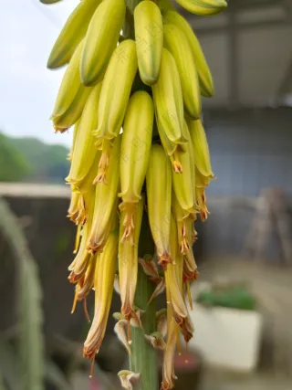 芦荟 金黄色花