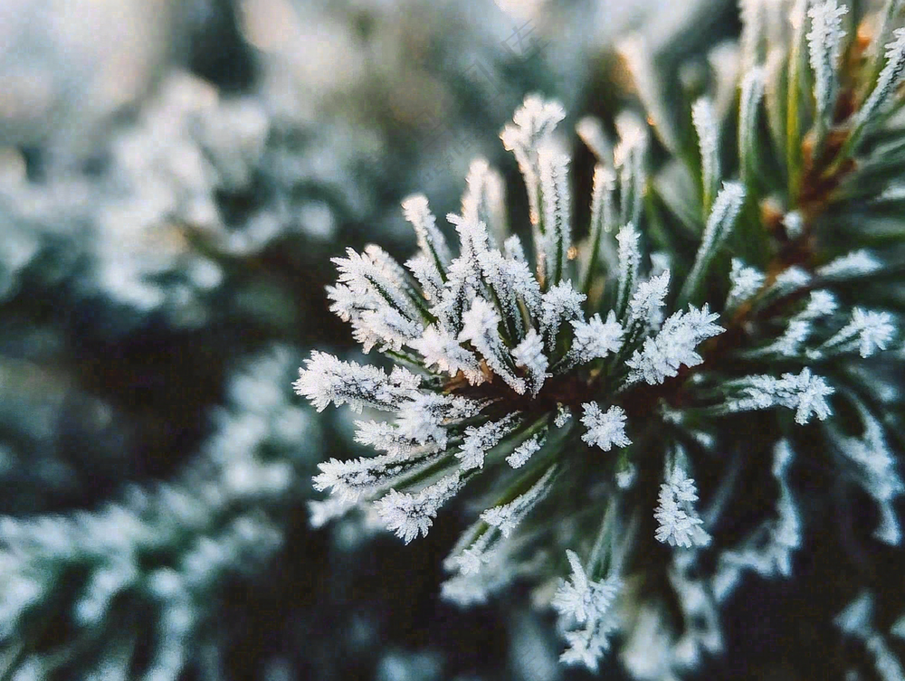 松树松针上的雾凇白霜霜降摄影图