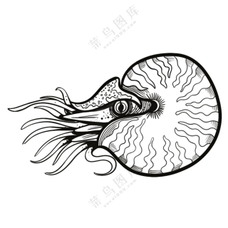 鹦鹉螺-古海洋生物/线稿/卡通