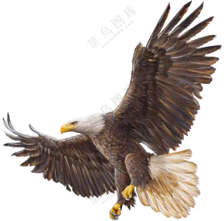 空中展开双翼的白头雕免抠图片素材