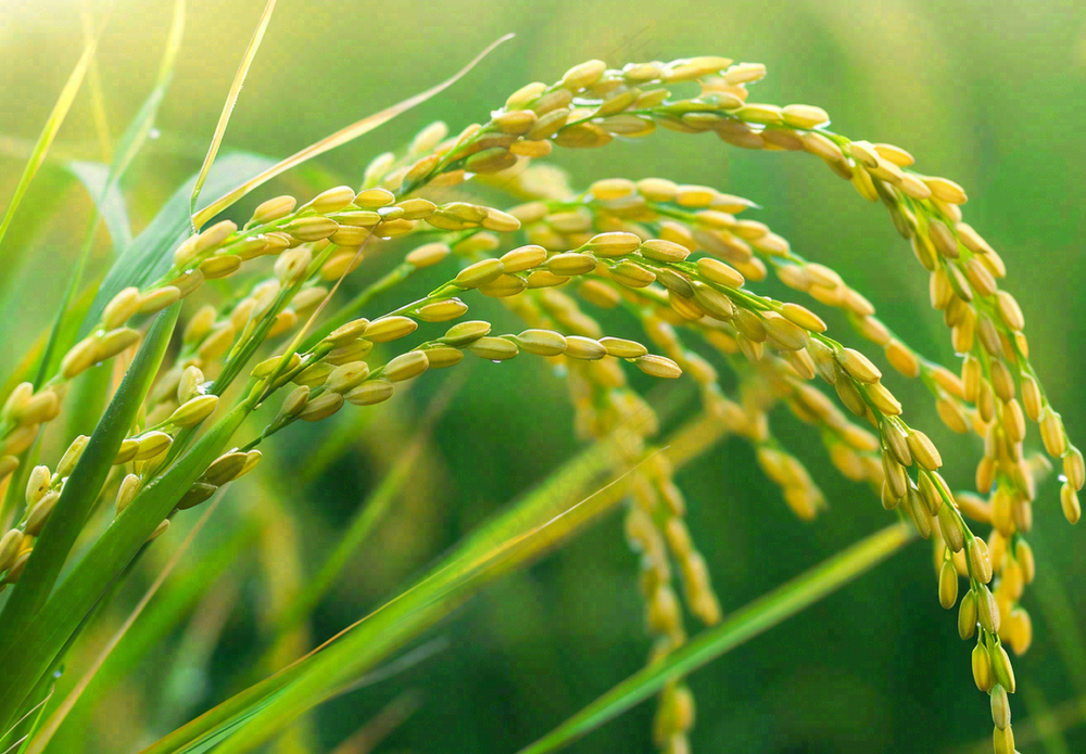 稻田稻谷稻穗粮食收成小满芒种世界粮食日摄影图