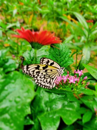 蝴蝶清新唯美风景