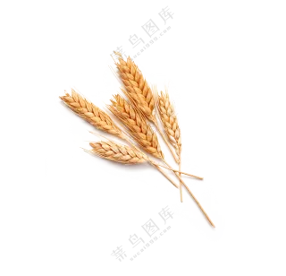 几支饱满颗粒的小麦穗免抠图片素材