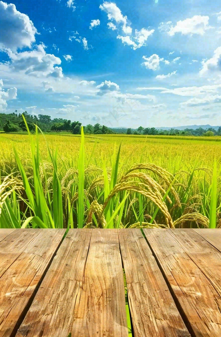 绿油油的农田稻田木板栈道粮食小满芒种世界粮食日摄影图