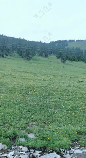 青草 新疆  那拉提