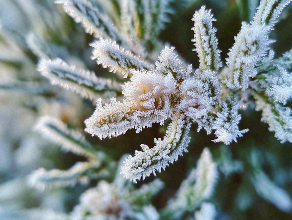 松树松针上的雾凇白霜霜降摄影图