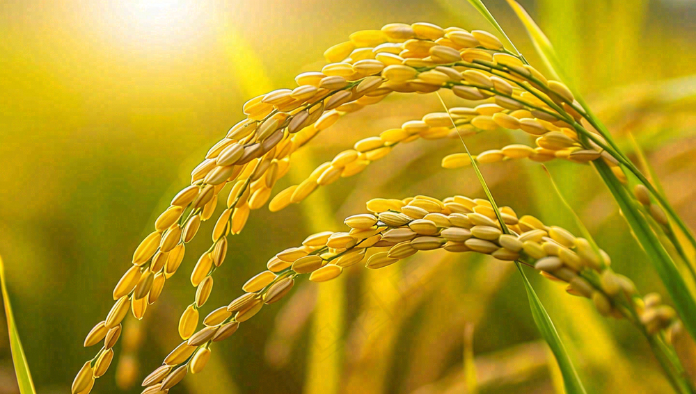 稻田稻谷稻穗粮食收成小满芒种世界粮食日摄影图