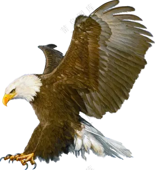 在俯冲捕猎的白头海雕免抠图片素材
