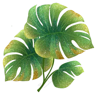 绿色龟背竹叶子插图