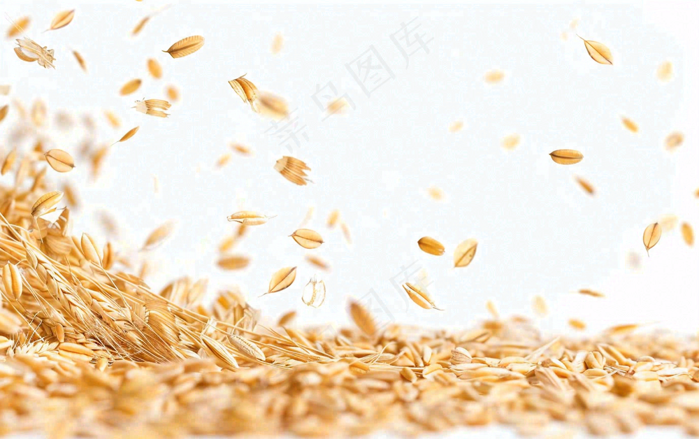 世界粮食日谷物米饭稻谷小麦摄影图