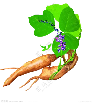 绿色葛根素材