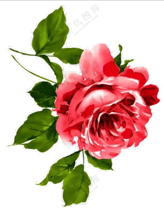 水彩绘画效果红色玫瑰花朵免抠素材