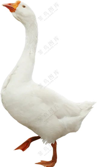 昂首阔步的大白鹅家禽免抠图片素材