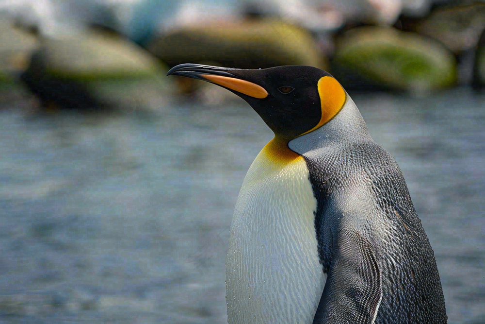 冰雪天地的企鹅寒冷动物摄影图