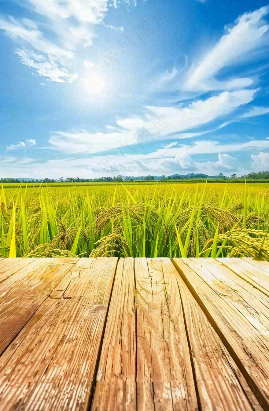 绿油油的农田稻田木板栈道粮食小满芒种世界粮食日摄影图