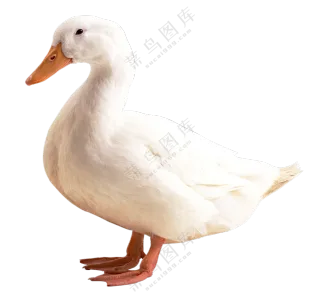 有一身洁白羽毛的鸭子免抠图片素材