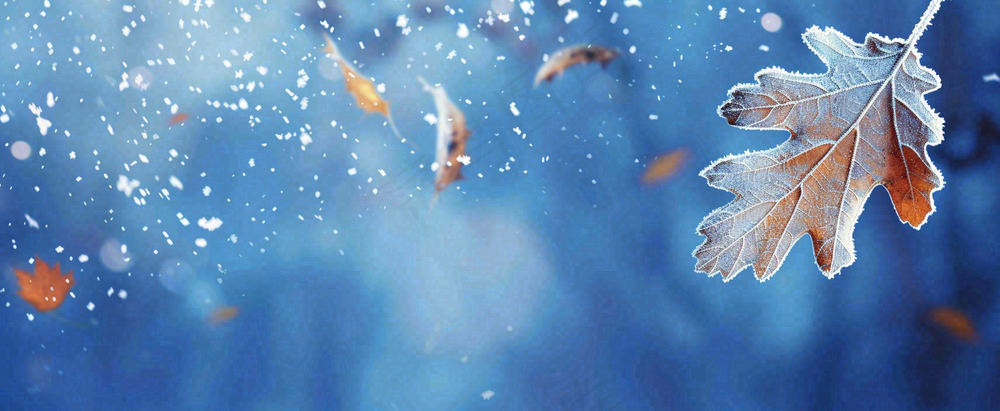 冬季大雪植物叶子上的雪花霜降小寒小雪大雪摄影图