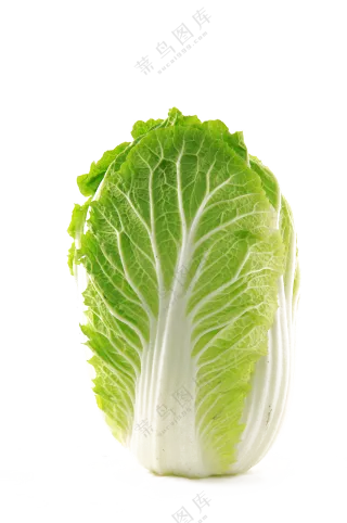 翠绿色菜叶子的大白菜免抠图片素材