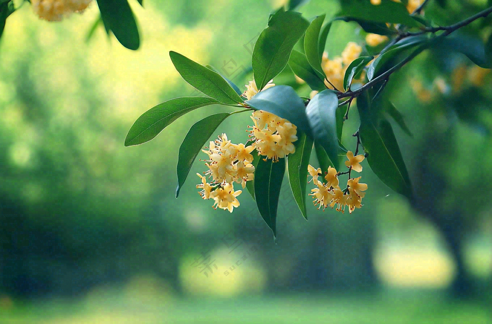 树枝上的小黄花植物摄影图