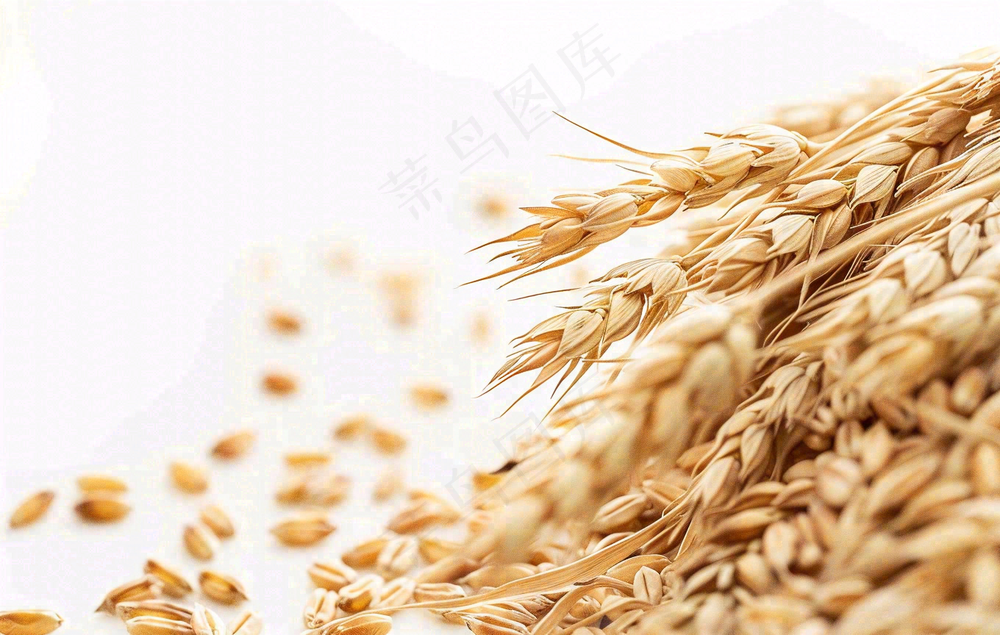 世界粮食日谷物米饭稻谷小麦摄影图