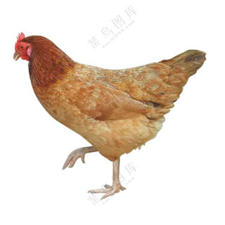 来回溜达觅食的老母鸡免抠图片素材