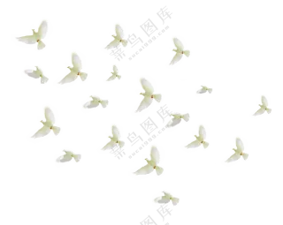 一群飞翔在空中的白鸽免抠图片素材