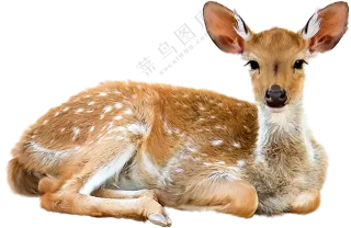 竖起耳朵卧着的梅花鹿免抠图片素材