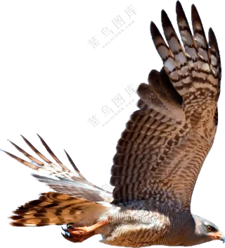 扑棱着翅膀飞翔的鹰隼免抠图片素材