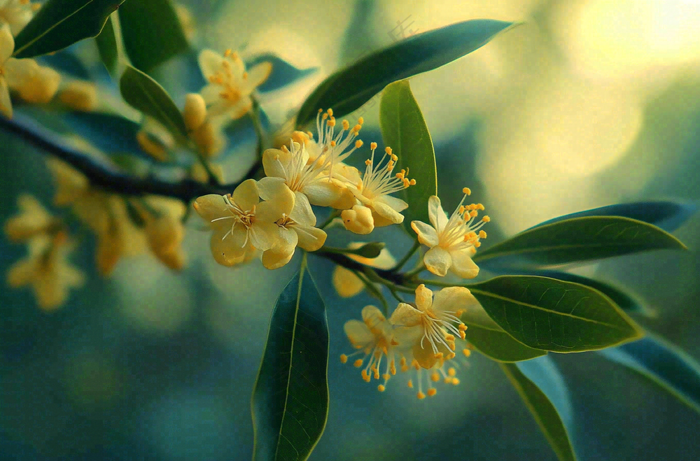 树枝上的小黄花植物摄影图