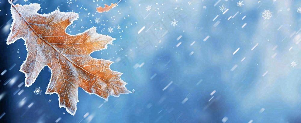 冬季大雪植物叶子上的雪花霜降小寒小雪大雪摄影图