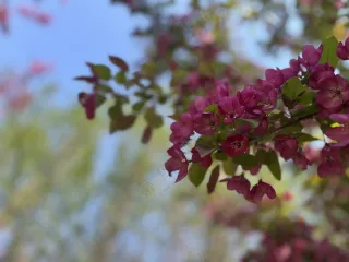 樱花唯美红色风景