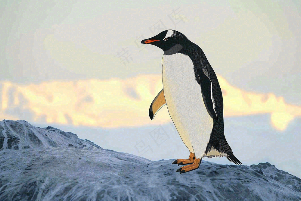 冰雪天地的企鹅寒冷动物摄影图