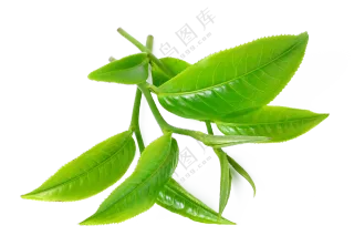 有光泽新鲜采摘的茶叶免抠图片素材