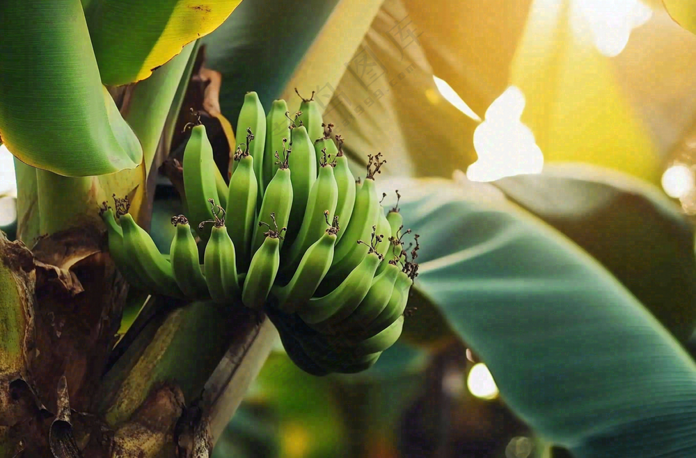 香蕉树芭蕉叶青香蕉水果摄影图