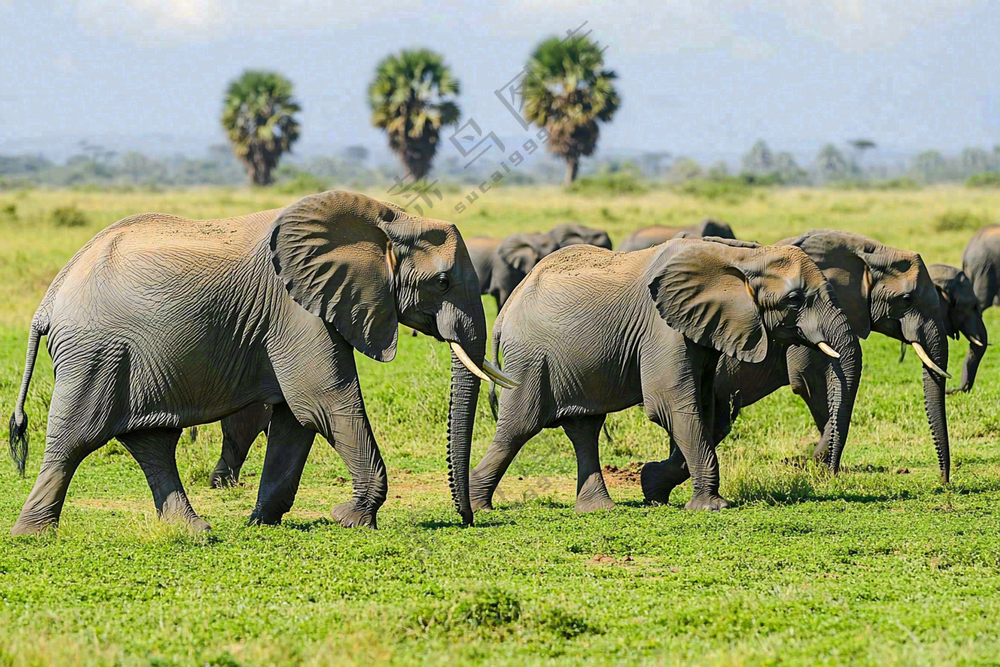 非洲大草原大象动物摄影图