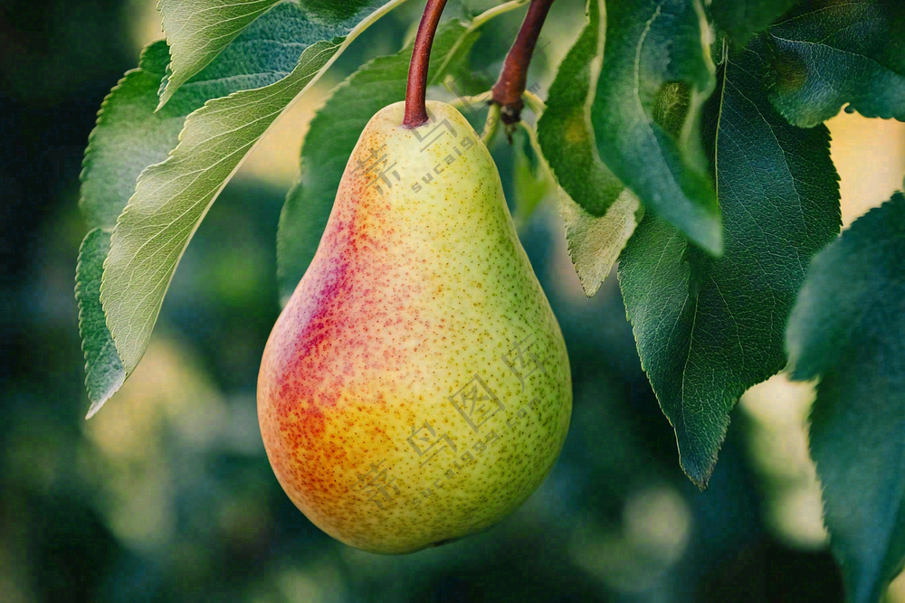 梨树成熟的梨子水果可口摄影图